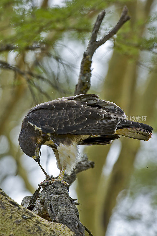 秃鹰(Buteo Augur)是一种非洲的猛禽。纳库鲁湖国家公园，肯尼亚